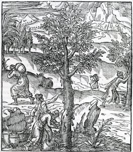Raccolta di incenso dagli alberi di pino, illustrazione da Cosmographie Universelle, di Andre de Thevet, 1575